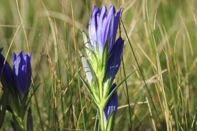 Gentiane des marais, Gentiane pulmonaire des marai Gentiana pneumonanthe L., 1753