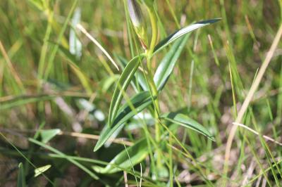 Gentiane des marais, Gentiane pulmonaire des marai Gentiana pneumonanthe L., 1753