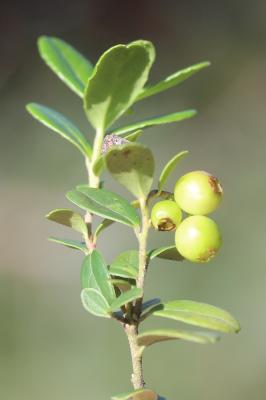 Raisin d'ours, Arbousier traînant Arctostaphylos uva-ursi (L.) Spreng., 1825