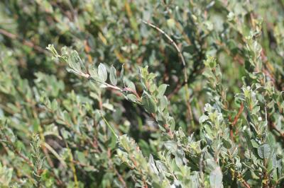 Saule des Lapons Salix lapponum L., 1753