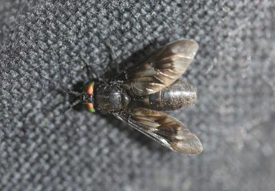  Chrysops caecutiens (Linnaeus, 1758)