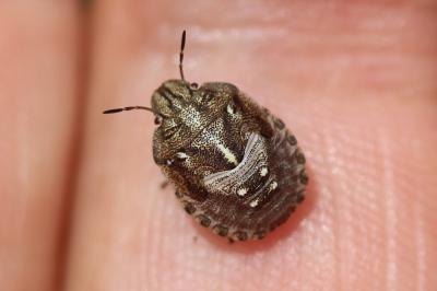 Punaise tortue brune Eurygaster testudinaria (Geoffroy, 1785)