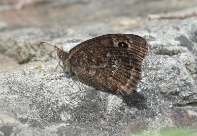 Petite Coronide (La), Actéon (L'), Coronis (Le), A Satyrus actaea (Esper, 1781)