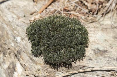  Grimmia decipiens (Schultz) Lindb., 1861