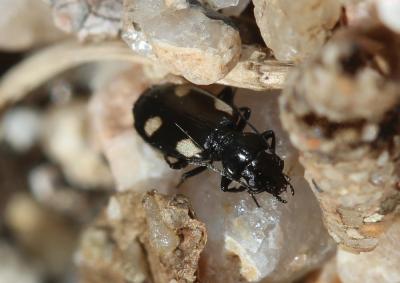  Lionychus quadrillum (Duftschmid, 1812)