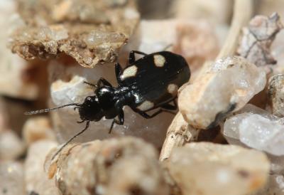  Lionychus quadrillum (Duftschmid, 1812)