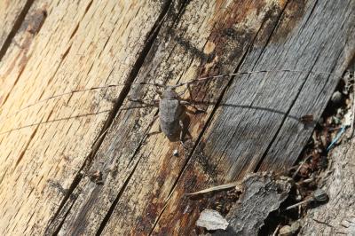  Acanthocinus aedilis (Linnaeus, 1758)