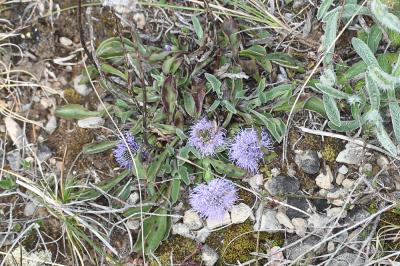 Globulaire commune Globularia vulgaris L., 1753