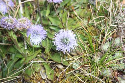 Globulaire commune Globularia vulgaris L., 1753