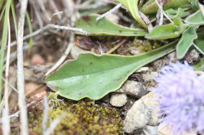 Globulaire commune Globularia vulgaris L., 1753