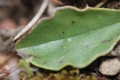Globulaire commune Globularia vulgaris L., 1753