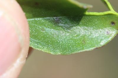 Globulaire commune Globularia vulgaris L., 1753