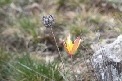 Tulipe des Alpes, Tulipe du Midi Tulipa sylvestris subsp. australis (Link) Pamp., 1914