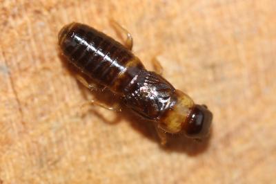  Kalotermes flavicollis (Fabricius, 1793)