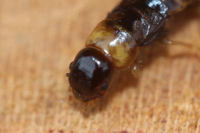  Kalotermes flavicollis (Fabricius, 1793)