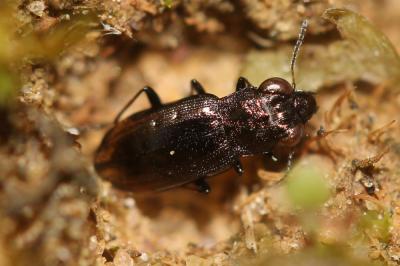  Notiophilus quadripunctatus Dejean, 1826