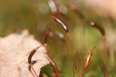  Atrichum undulatum (Hedw.) P.Beauv., 1805
