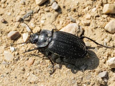  Licinus punctatulus (Fabricius, 1792)
