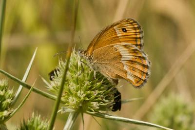 Fadet des garrigues (Le), Palémon (Le), Doré (Le) Coenonympha dorus (Esper, 1782)
