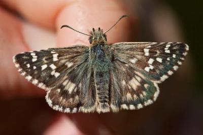 Hespérie des Cirses (L'), Hespérie de Rambur (L')  Pyrgus cirsii (Rambur, 1839)