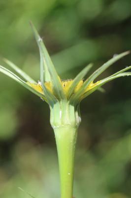 Grand salsifis, Salsifis douteux Tragopogon dubius Scop., 1772