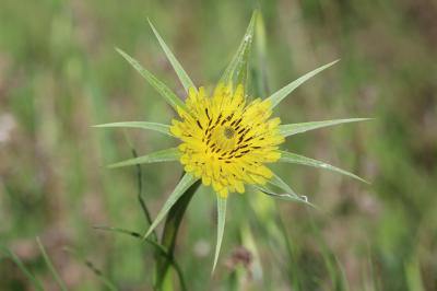 Grand salsifis, Salsifis douteux Tragopogon dubius Scop., 1772