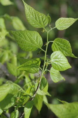 Micocoulier de provence, Falabreguier Celtis australis L., 1753