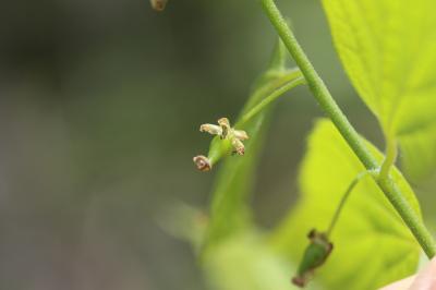 Micocoulier de provence, Falabreguier Celtis australis L., 1753
