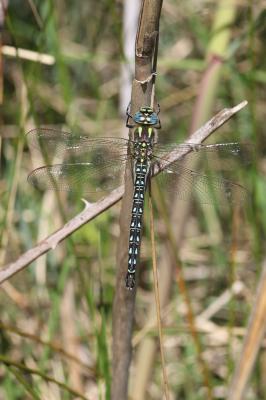 Aeschne printanière (L') Brachytron pratense (O.F. Müller, 1764)