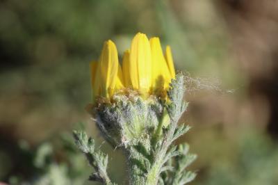 Anacycle radié Anacyclus radiatus Loisel., 1828