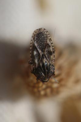  Dictyla humuli (Fabricius, 1794)