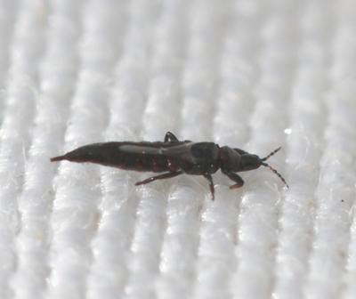  Haplothrips Amyot & Audinet-Serville, 1843