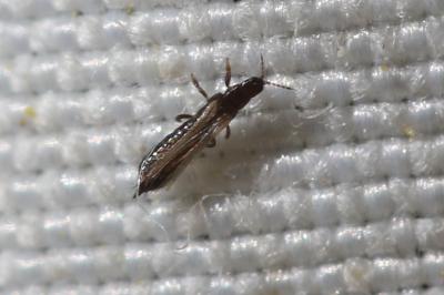  Limothrips cerealium Haliday, 1836