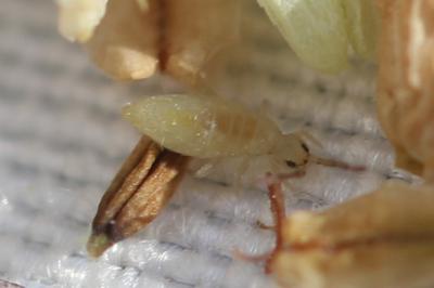  Entomobrya nicoleti (Lubbock, 1867)