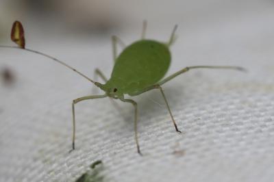  Acyrthosiphon malvae (Mosley, 1841)