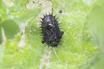  Cassida deflorata Suffrian, 1844