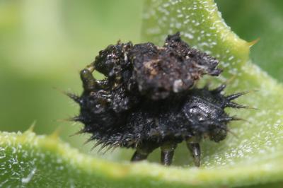  Cassida deflorata Suffrian, 1844