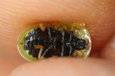  Cassida deflorata Suffrian, 1844