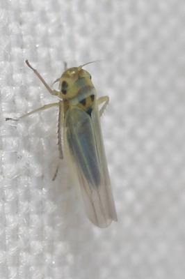  Zyginidia scutellaris (Herrich-Schäffer, 1838)