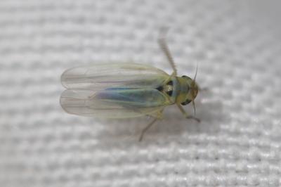  Zyginidia scutellaris (Herrich-Schäffer, 1838)