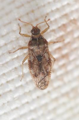  Monosteira unicostata (Mulsant & Rey, 1852)