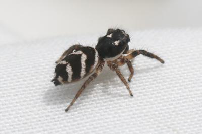 Saltique arlequin Salticus scenicus (Clerck, 1758)