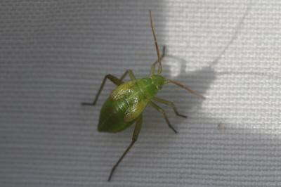  Closterotomus norwegicus (Gmelin, 1790)