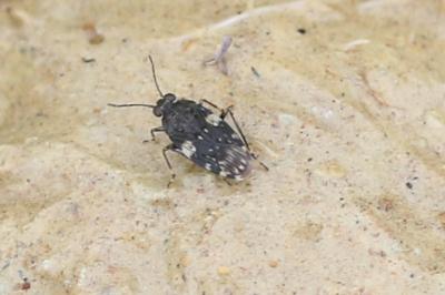  Saldula arenicola (Scholtz, 1847)