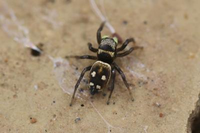  Heliophanus apiatus Simon, 1868