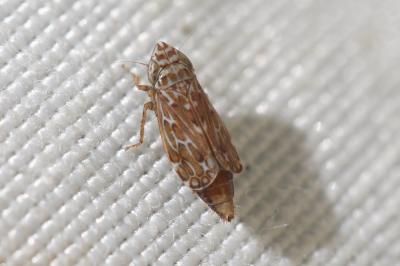  Jassargus obtusivalvis (Kirschbaum, 1868)