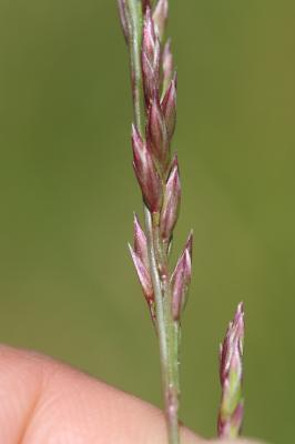 Atropis à feuilles enroulées Puccinellia festuciformis subsp. lagascana Julià & J.M.Monts.