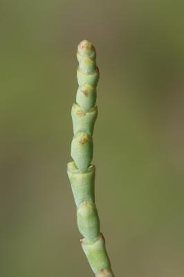 Salicorne à gros épis Arthrocnemum macrostachyum (Moric.) K.Koch, 1853