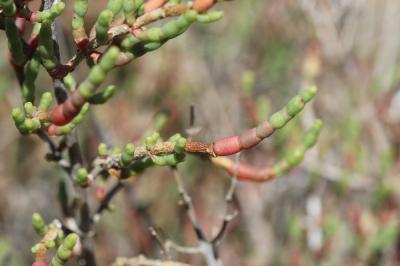 Salicorne en buisson Sarcocornia fruticosa (L.) A.J.Scott, 1978