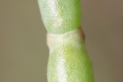 Salicorne en buisson Sarcocornia fruticosa (L.) A.J.Scott, 1978